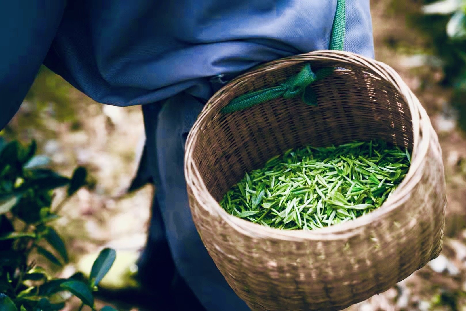 A picker in a bamboo hat moving through the tea rows under the mountain