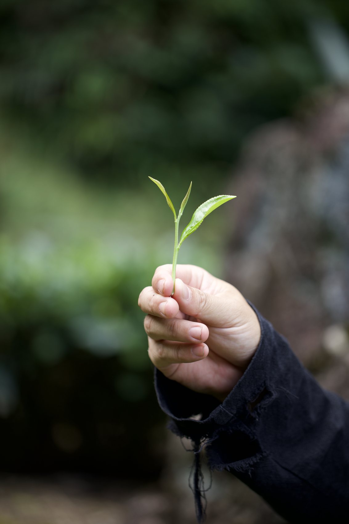 A single bud and leaf held between fingers