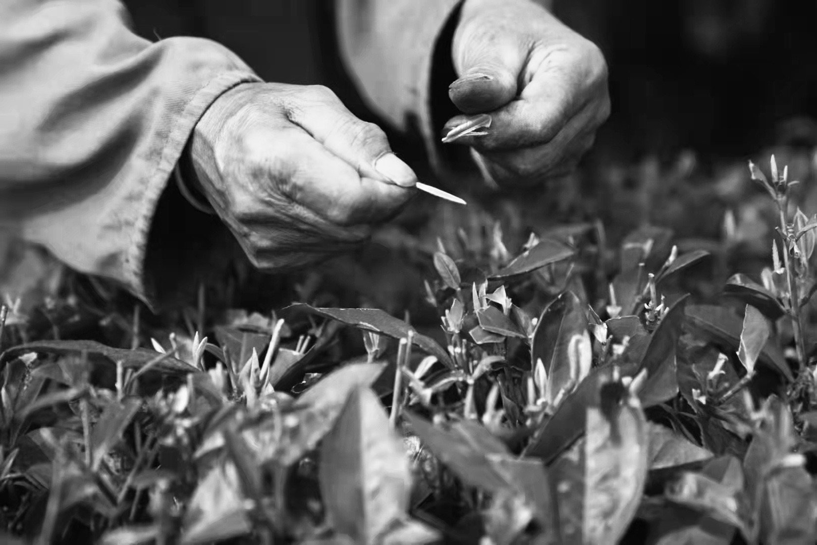 Hands sorting fresh leaf, black and white