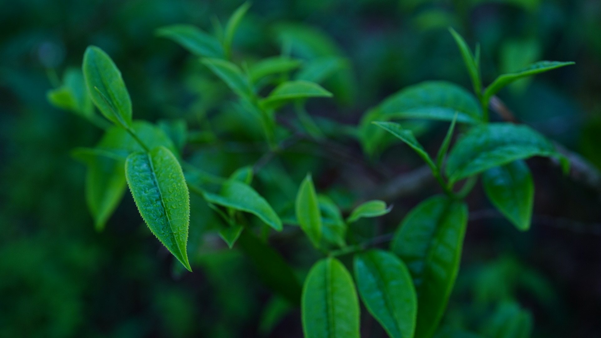 Fresh tea leaves after rain