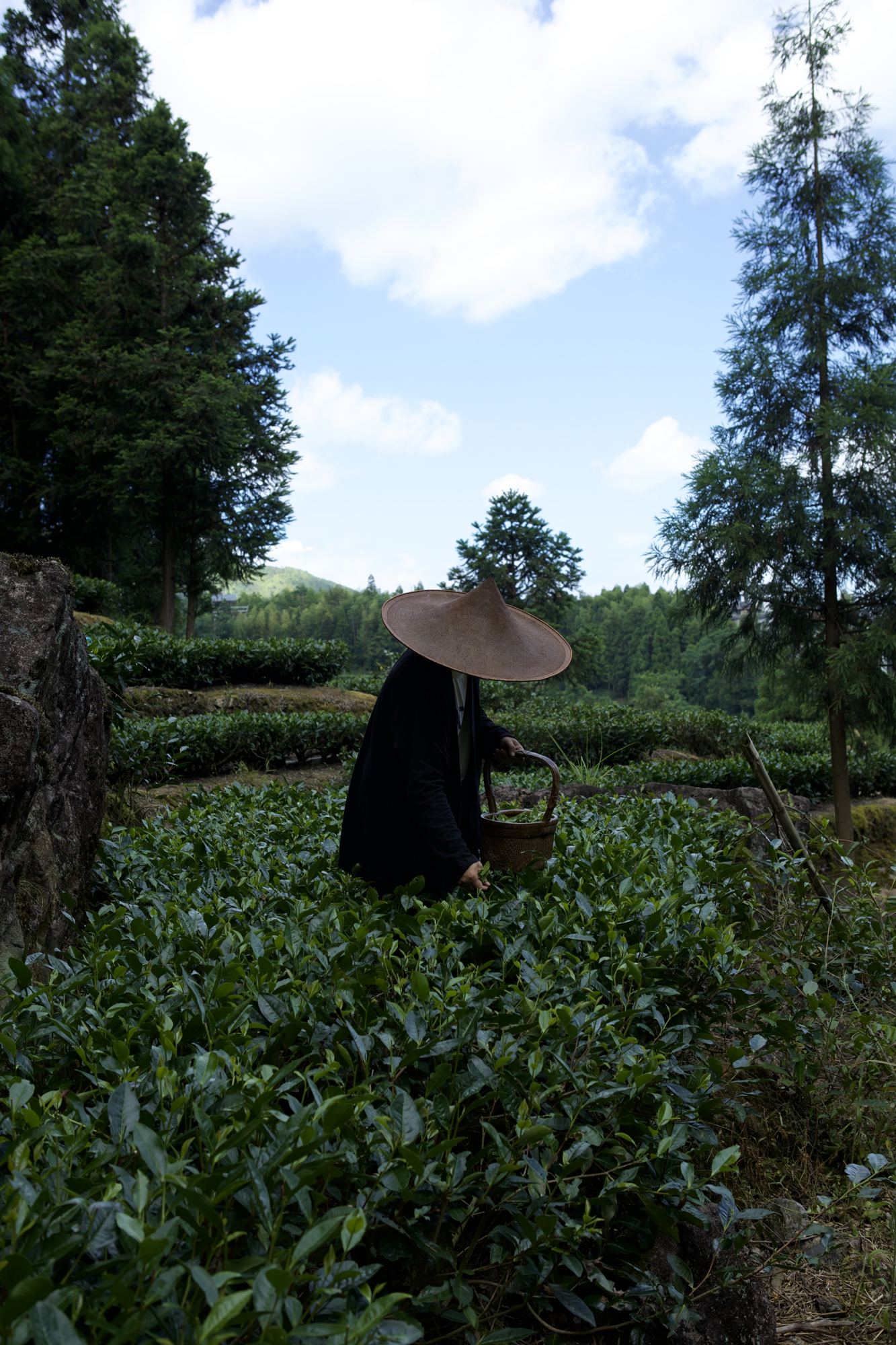 A picker in a bamboo hat moving through the tea rows under the mountain