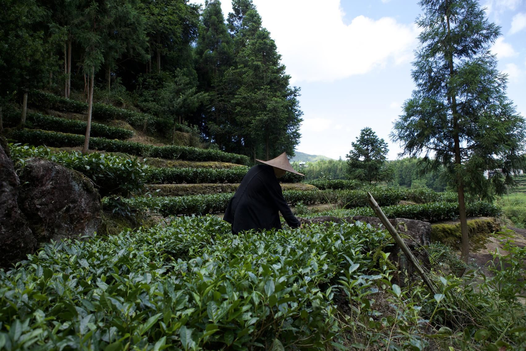 A picker in a bamboo hat moving through the tea rows under the mountain