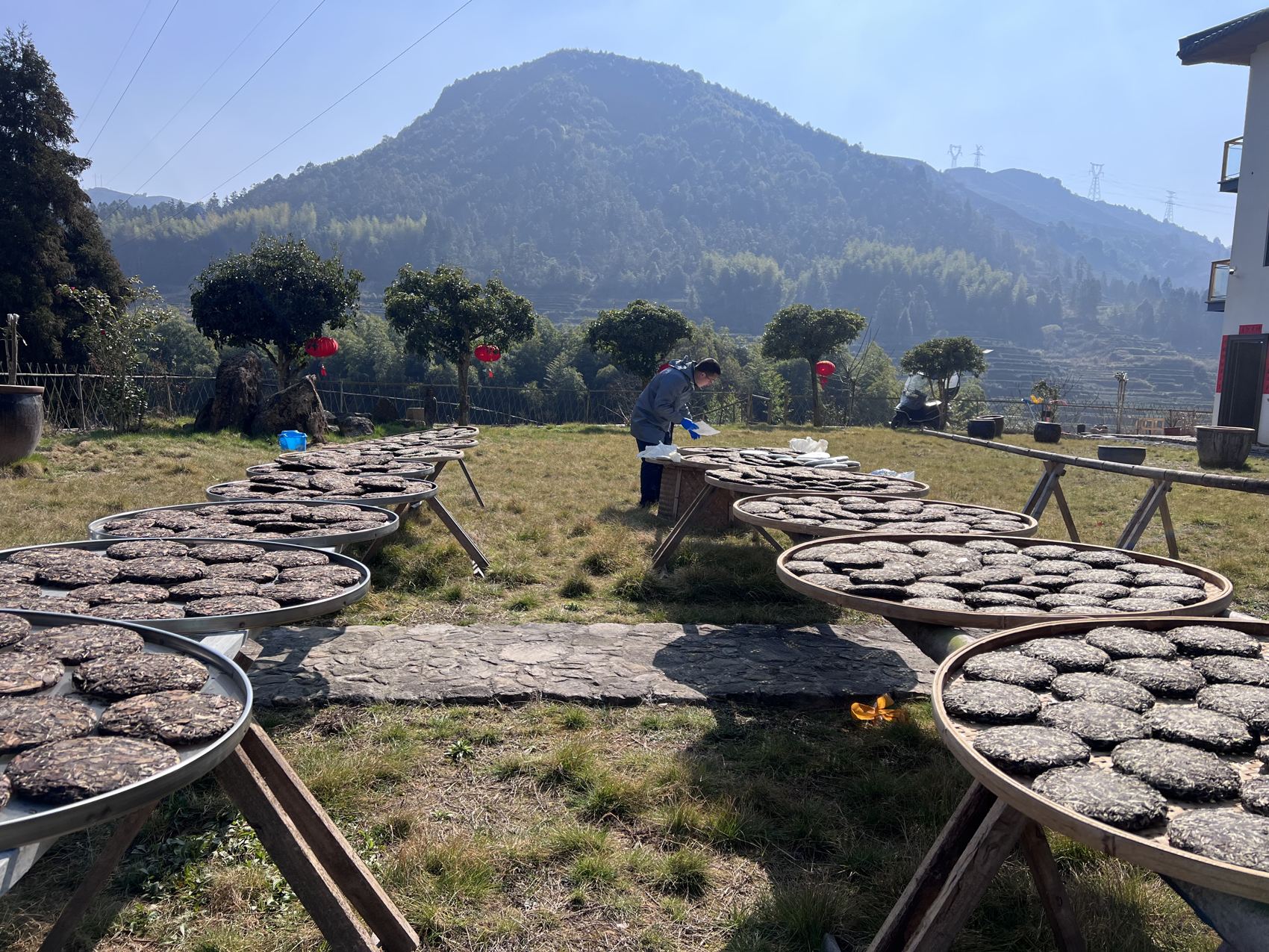 Pressed cakes drying on bamboo trays in the sun