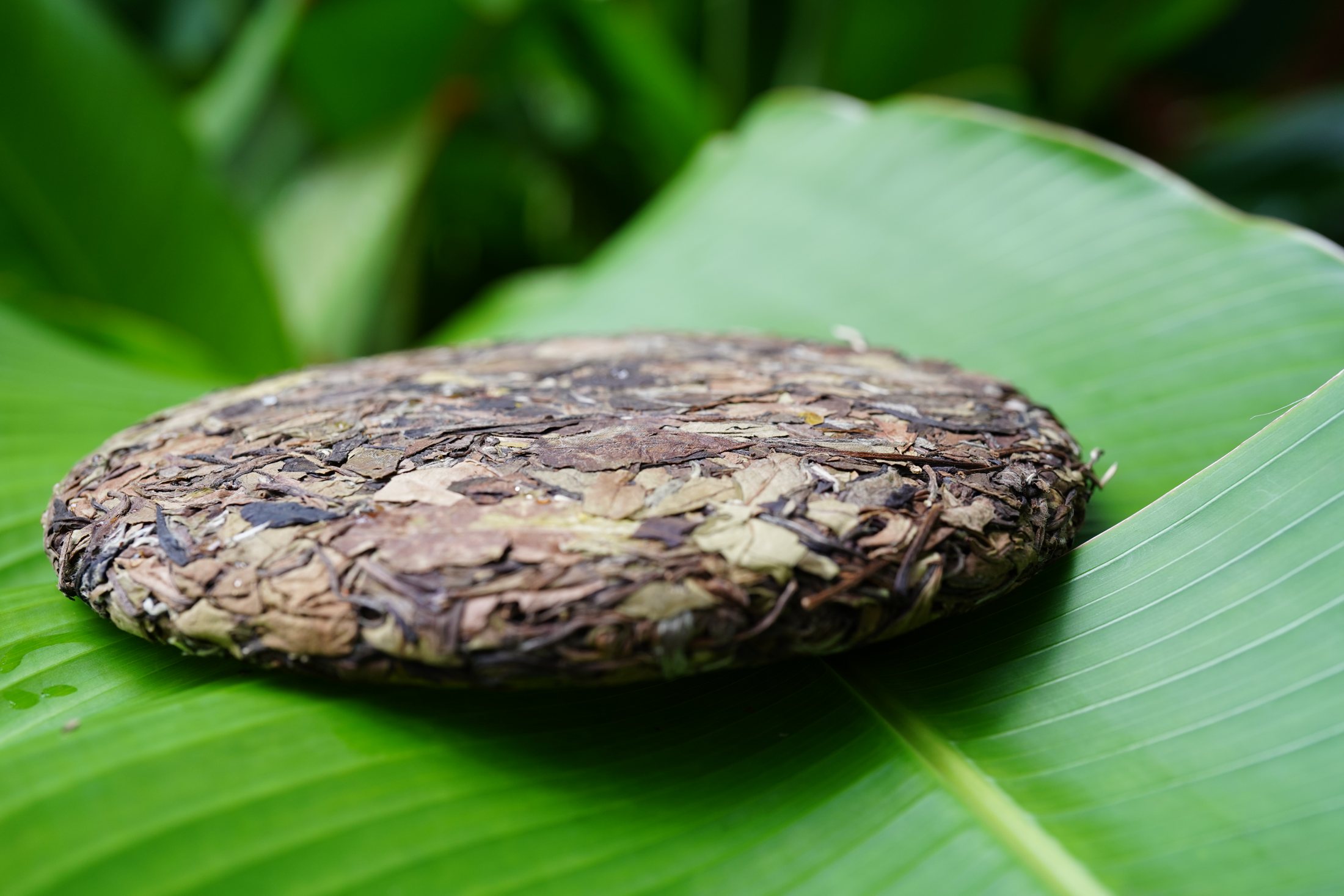 A pressed white tea cake resting on a banana leaf