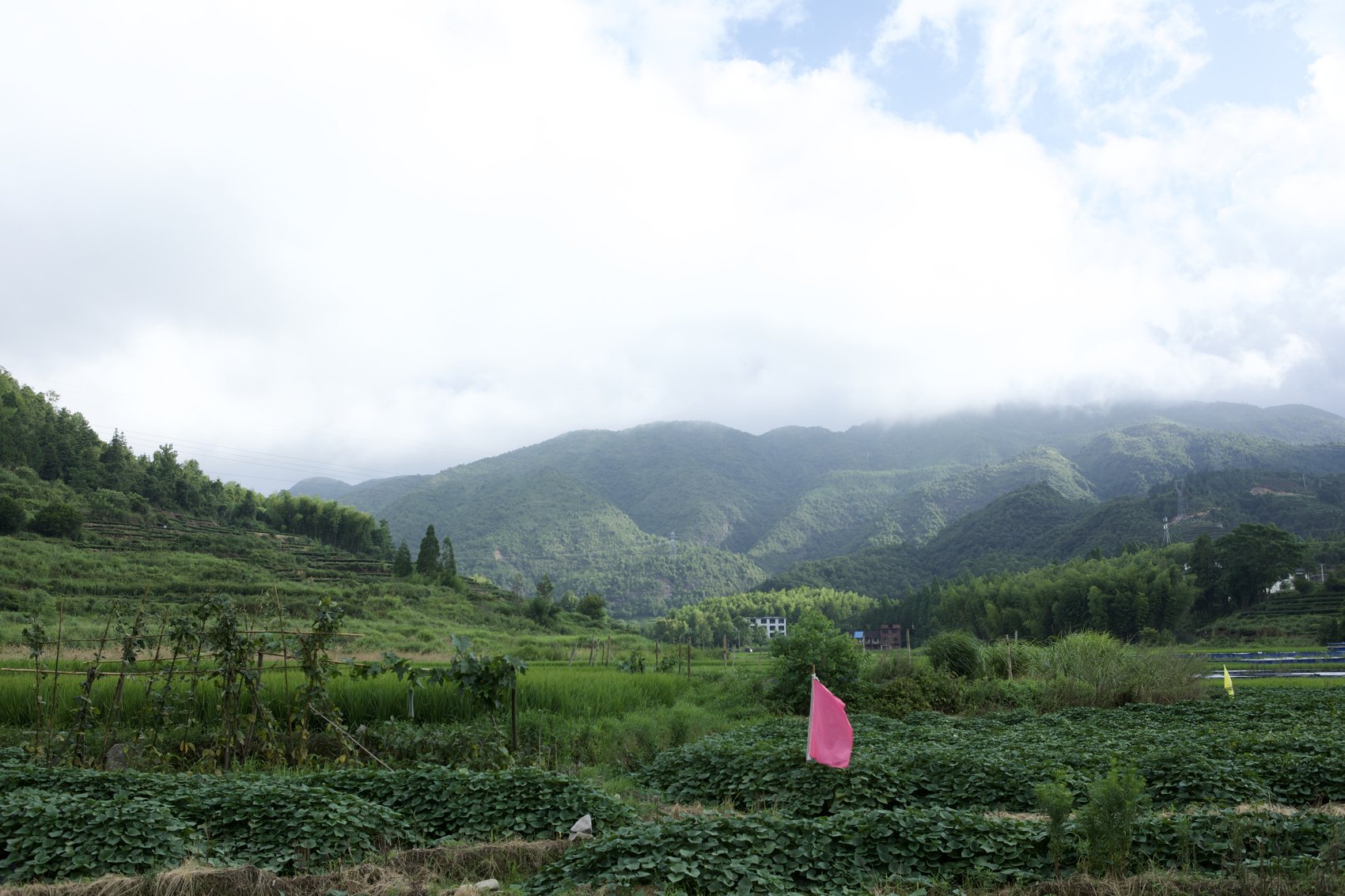 Cloud resting on the hills above the tea gardens