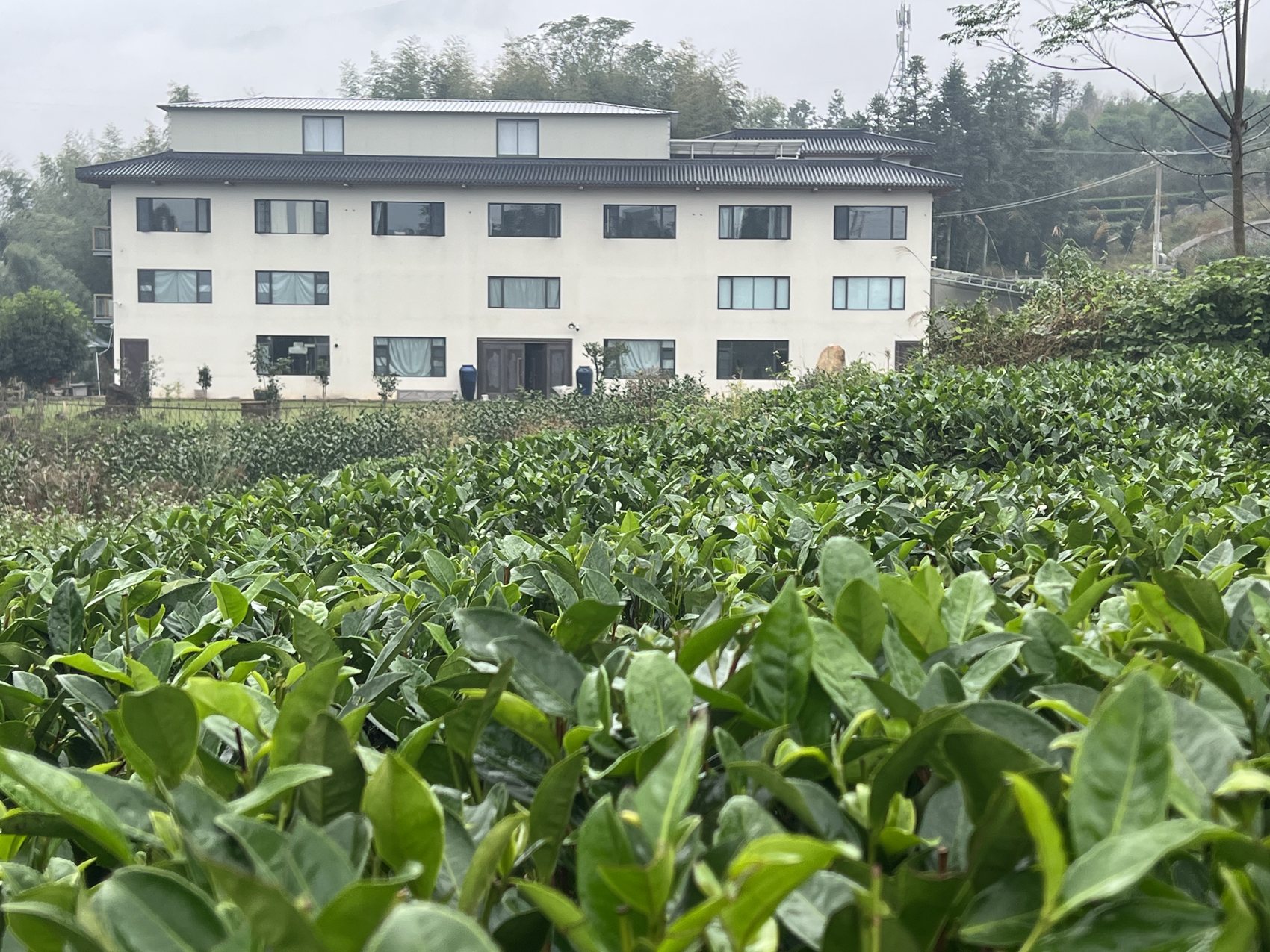 The white retreat house among the tea rows