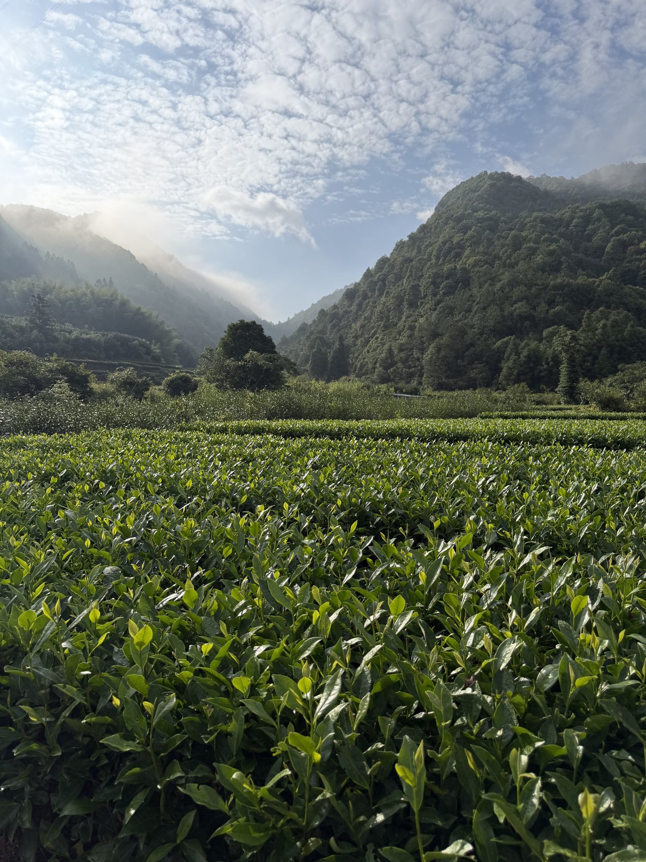 Tea rows in fog