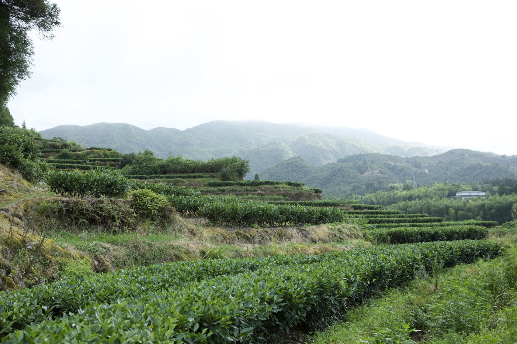 Terraced tea gardens under low cloud