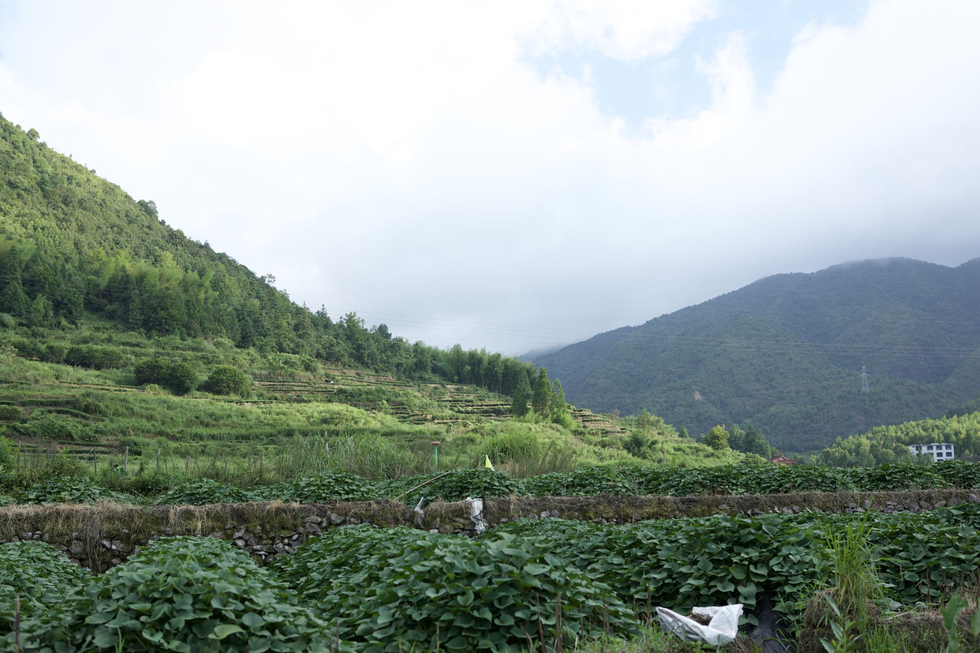 The tea gardens of Fuding beneath the mountains