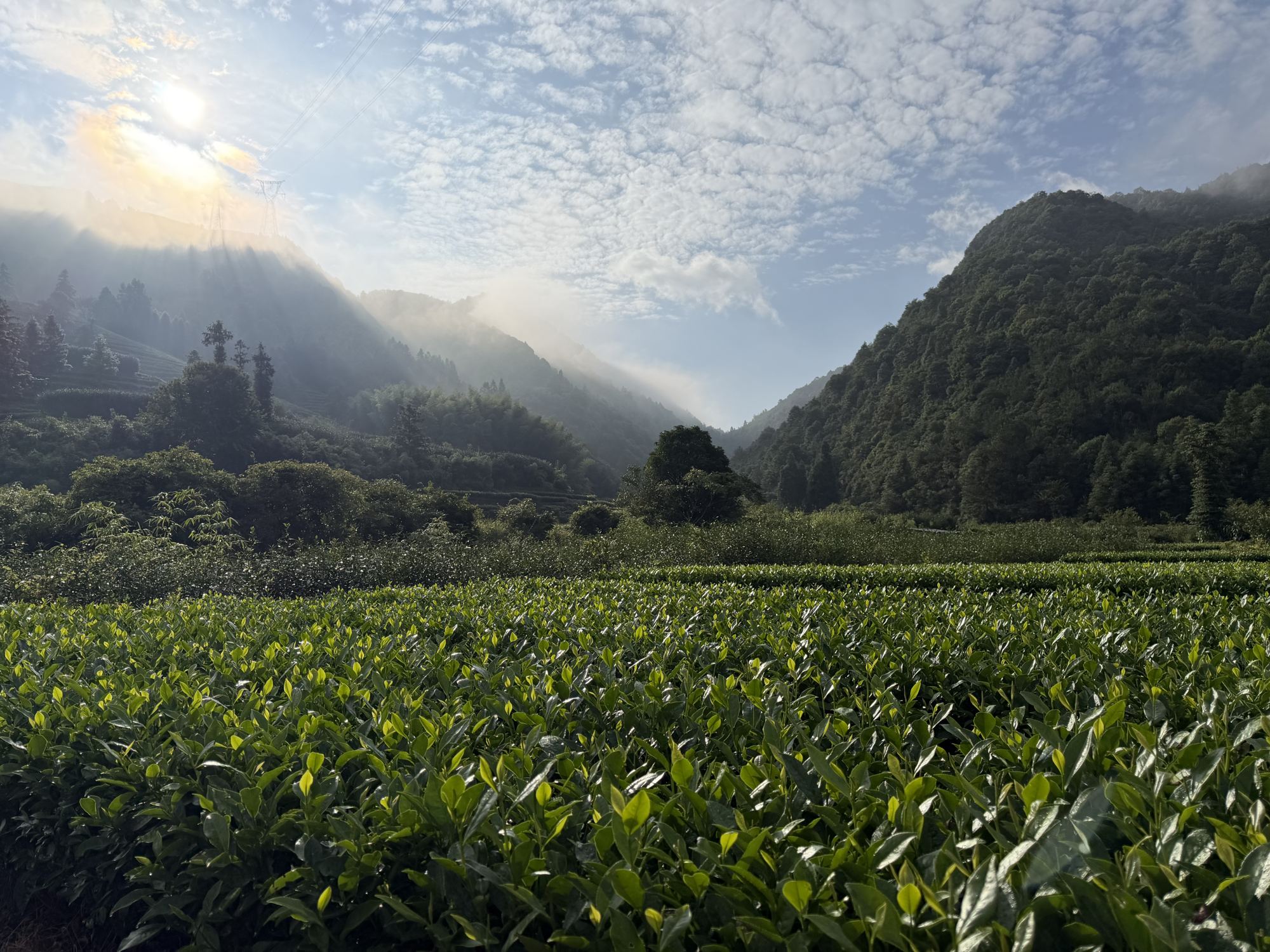 The tea gardens of Fuding beneath the mountains