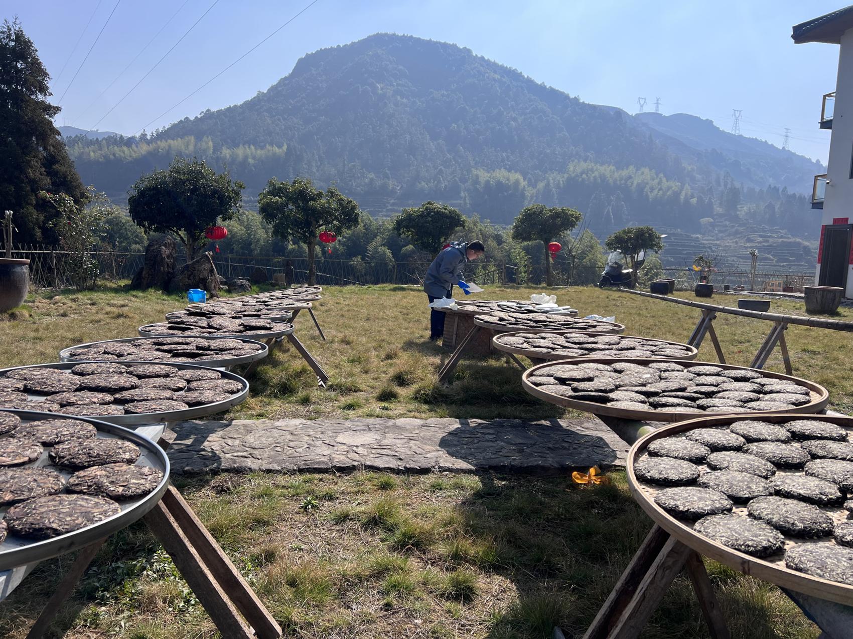 The tea gardens of Fuding beneath the mountains