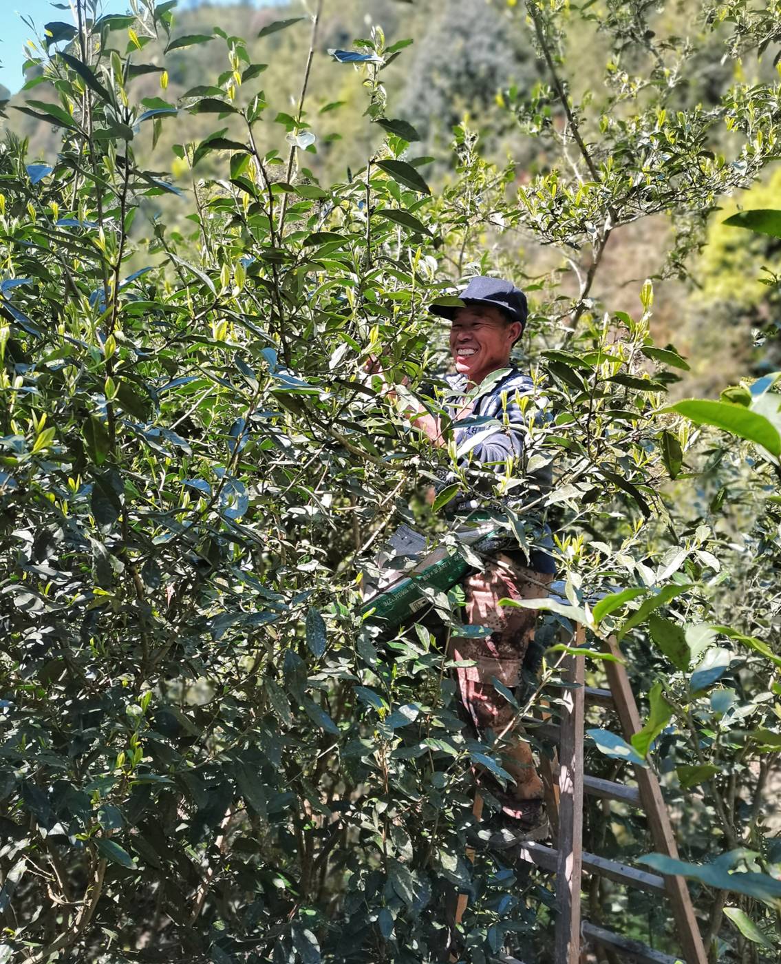 Picking from the old tea trees