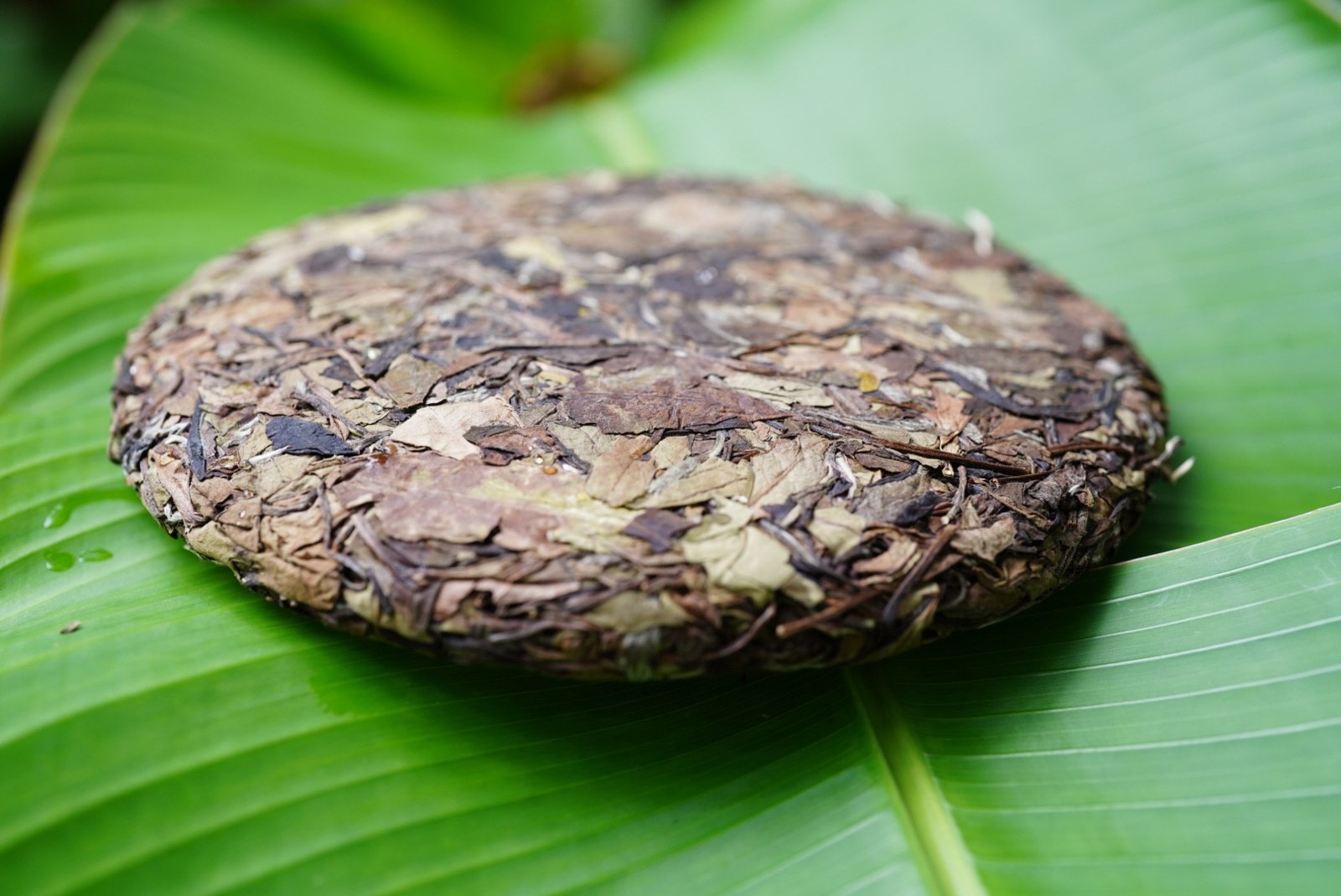 Moistening Life — the leaf