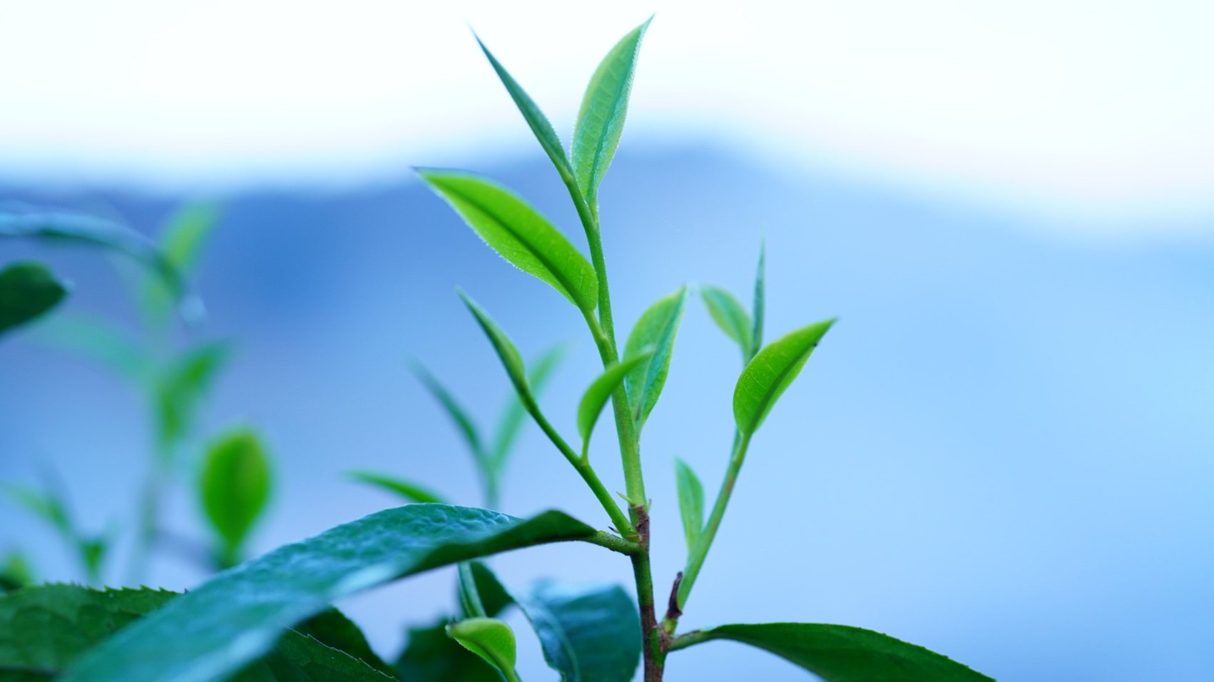 A tea bud against blue mountains