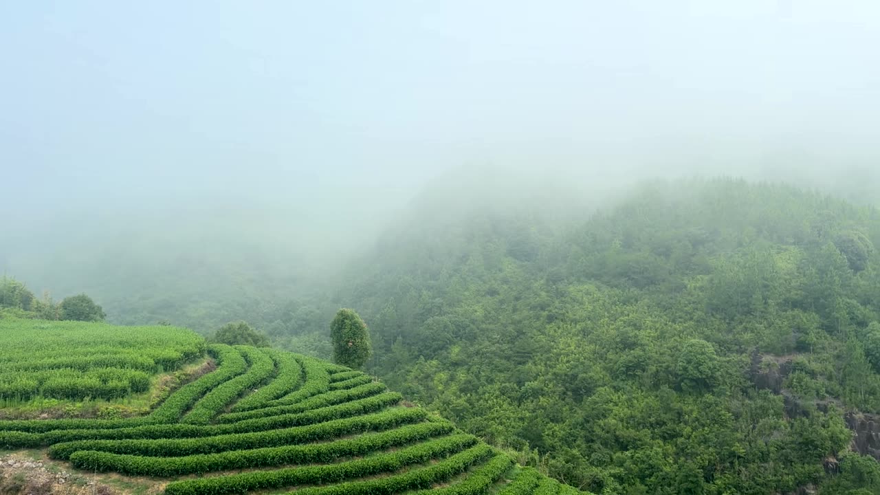 Morning mist drifting over the terraced tea gardens of Fuding