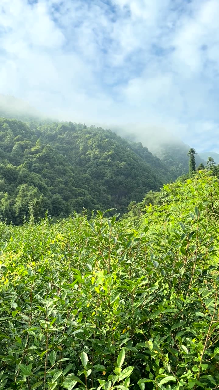 Cloud crossing the ridge above the tea bushes