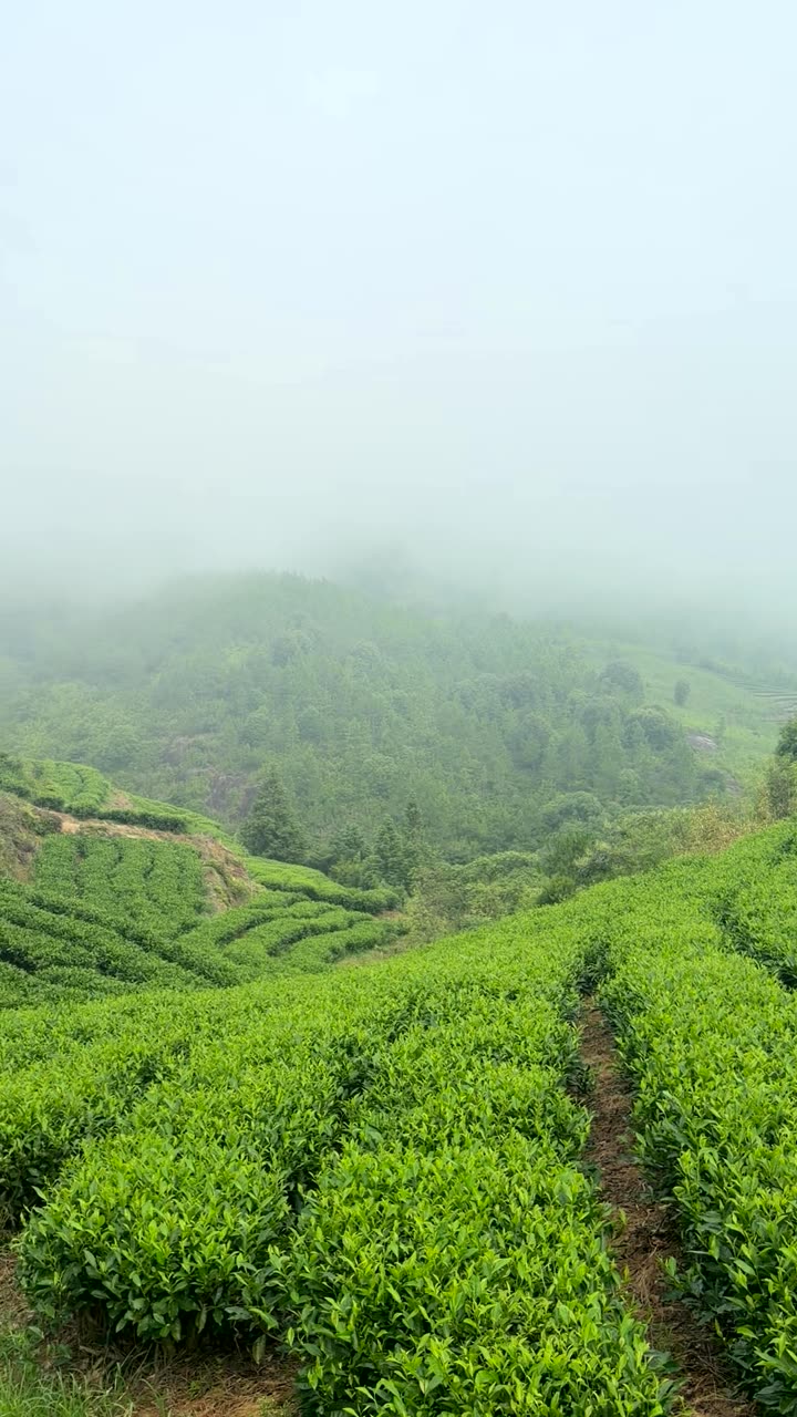 Mist moving over the terraced gardens